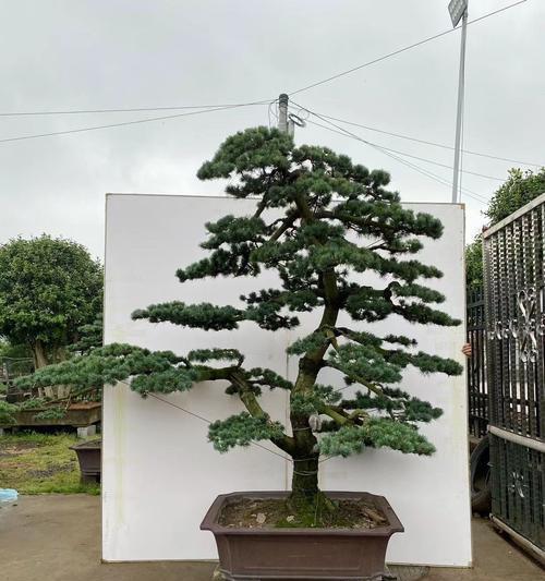盆景五针松养护指南？如何正确养护盆景五针松？