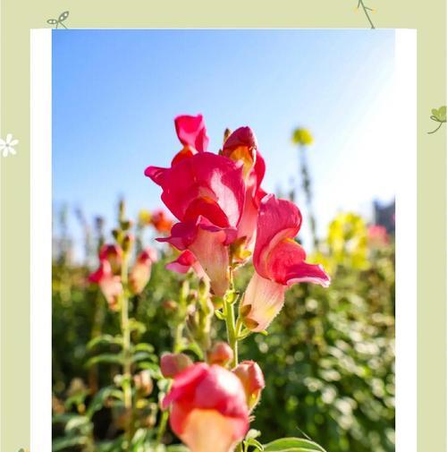 金鱼草不开花原因及促花方法？如何解决金鱼草不开花的问题？