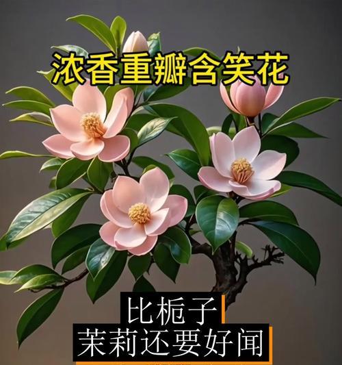 春天含笑花的养殖方法？如何在春天正确养殖含笑花？