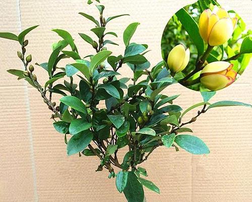 春天含笑花的养殖方法？如何在春天正确养殖含笑花？