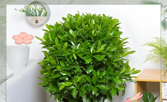 非洲茉莉的养殖方法和注意事项？如何正确养殖非洲茉莉？