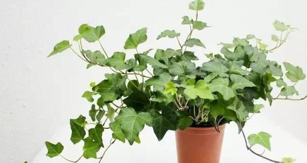 这几种植物超级好养？掐个枝就能活的植物有哪些？