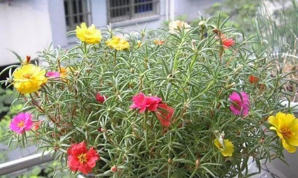 这几种植物超级好养？掐个枝就能活的植物有哪些？