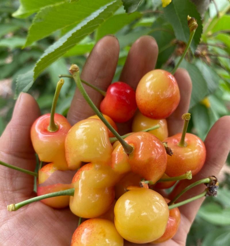 红灯与黄蜜花期特点及影响因素分析？红灯与黄蜜的花期特点及影响因素是什么？