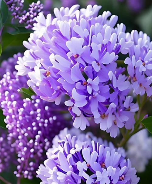 证券消息，丁香花哪个季节开花？丁香花的花期是什么时候？