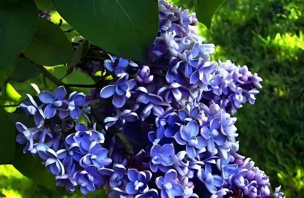证券消息，丁香花哪个季节开花？丁香花的花期是什么时候？