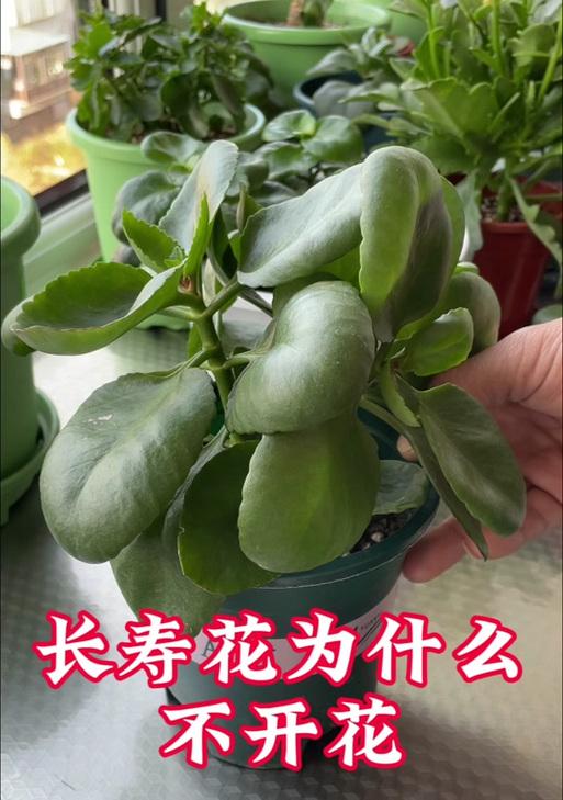 长寿花养殖全攻略？从温度到摘心的全方位指南是什么？