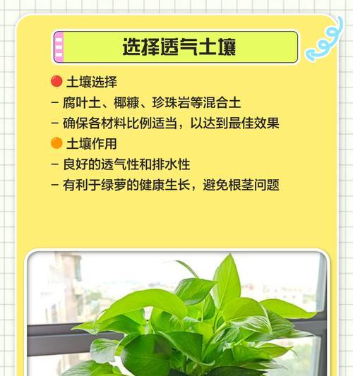高效养护绿萝：实现爆盆与独特造型的技巧？如何高效养护绿萝？