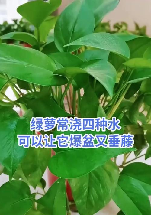 高效养护绿萝：实现爆盆与独特造型的技巧？如何高效养护绿萝？