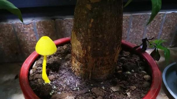 发财树有“5怕”？避开这些养护误区才能越养越旺！
