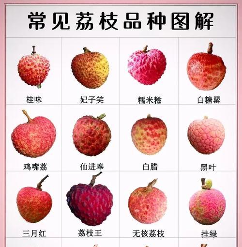 荔枝开花顺序与花期影响因素有哪些？