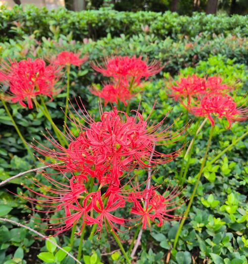 彼岸花的寓意和花语是什么？