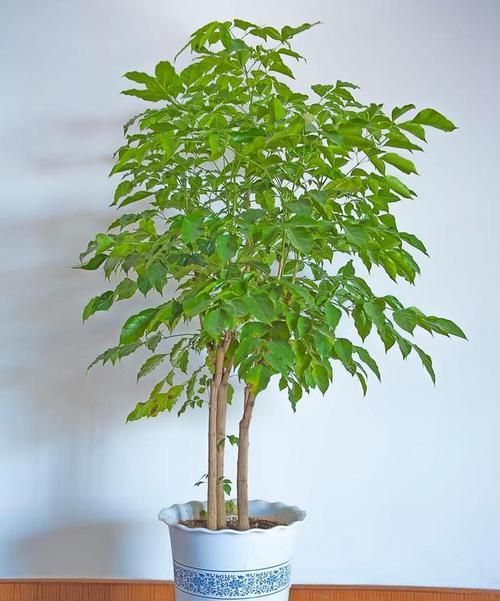 客厅养什么植物好？推荐3种四季常绿的吉利树！