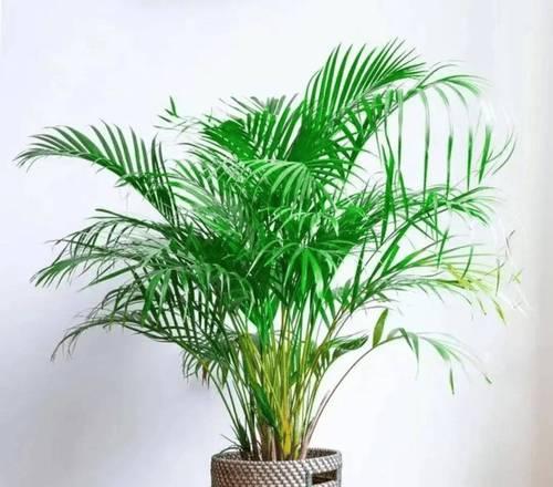 客厅养什么植物好？推荐3种四季常绿的吉利树！