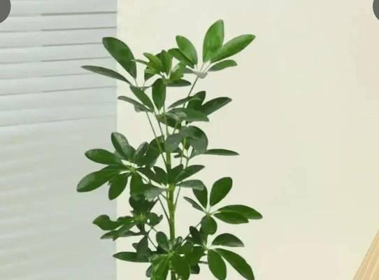 客厅养什么植物好？推荐3种四季常绿的吉利树！