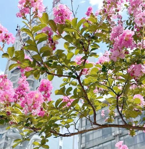 紫薇什么季节开花？
