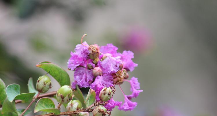 紫薇什么季节开花？