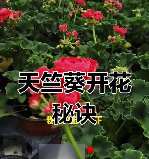 天竺葵“追光指南”：四季光照管理全攻略！