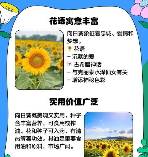 天竺葵“追光指南”：四季光照管理全攻略！