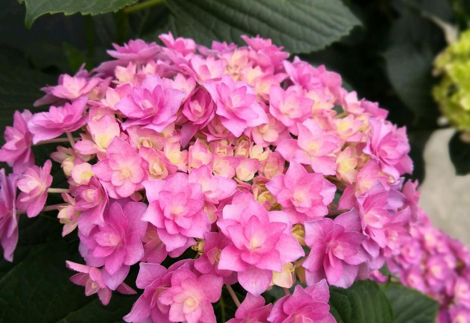 圆叶椒草会开花吗？观赏不一般的穗状花！