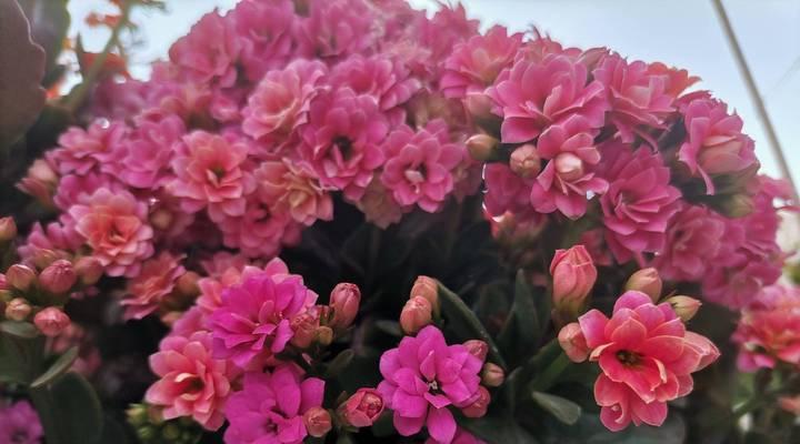 圆叶椒草会开花吗？观赏不一般的穗状花！