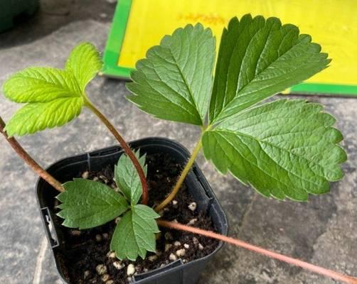 草莓盆栽究竟需要多大的盆？