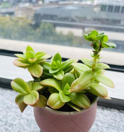 五种迷人小盆栽打造你的理想绿植！