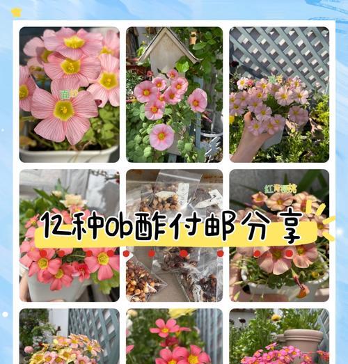 酢浆草一年开几次花？影响因素有哪些？