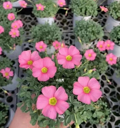 酢浆草一年开几次花？影响因素有哪些？