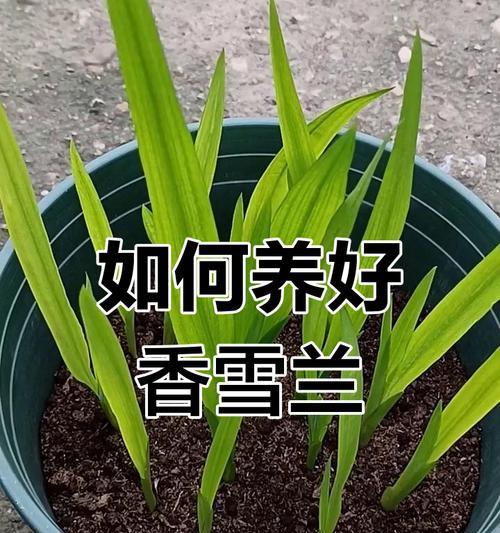 香雪兰养护全攻略是什么？