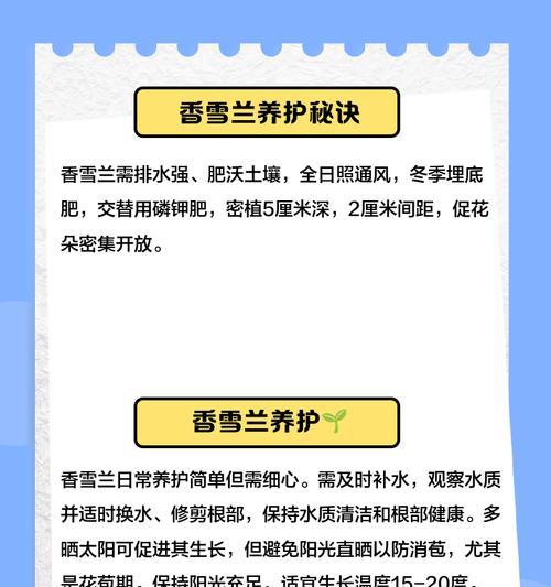 香雪兰养护全攻略是什么？