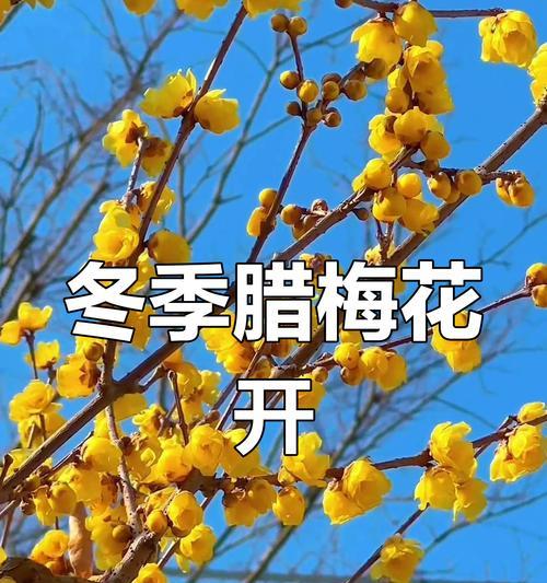 腊梅花期探秘：何时绽放冬日芬芳？
