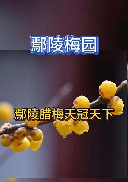 腊梅花期探秘：何时绽放冬日芬芳？