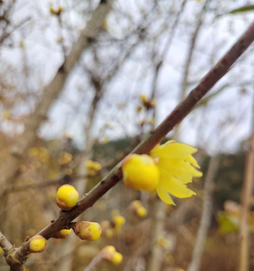 腊梅花期探秘：何时绽放冬日芬芳？