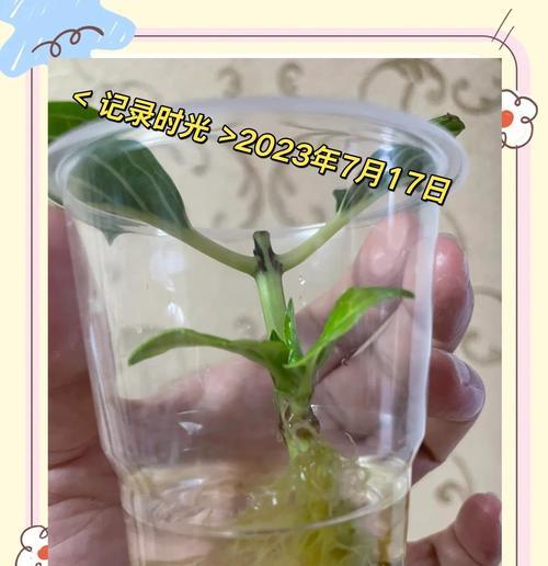 水培枝条扦插怎么操作？养护过程中应注意哪些问题？