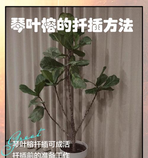 水培枝条扦插怎么操作？养护过程中应注意哪些问题？