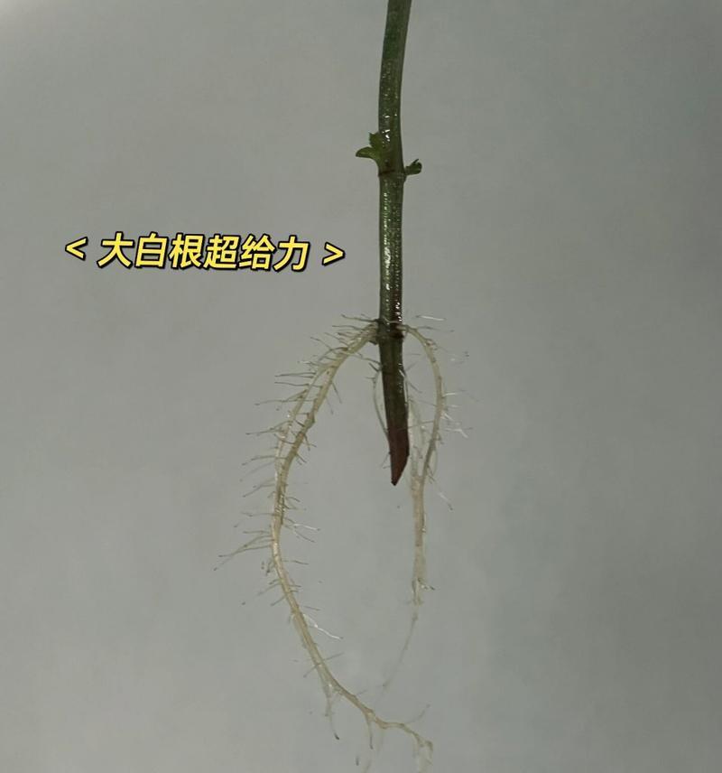 水培枝条扦插怎么操作？养护过程中应注意哪些问题？