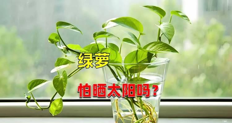 绿萝养护只需浇水吗？如何晒太阳和施肥才能让叶子更绿？