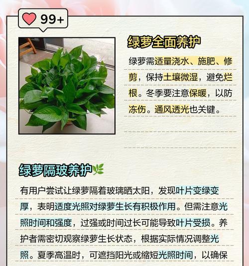 绿萝养护只需浇水吗？如何晒太阳和施肥才能让叶子更绿？
