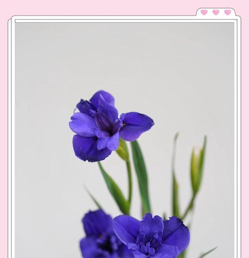 鸢尾花什么时候开花？它的特点有哪些？