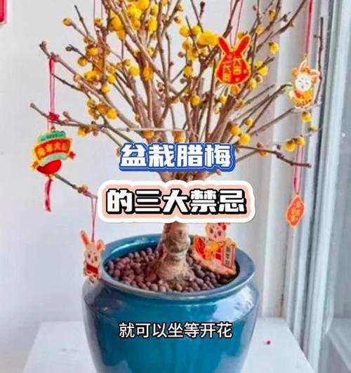 腊梅花盆景如何养护？有哪些注意事项？