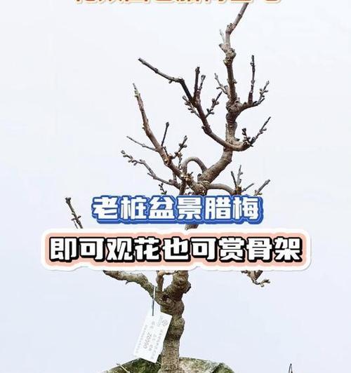 腊梅花盆景如何养护？有哪些注意事项？