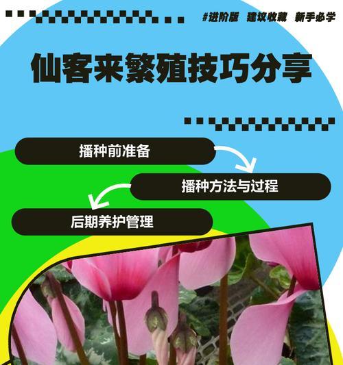 仙客来如何养护？有哪些技巧可以让它在家里生长得更好？