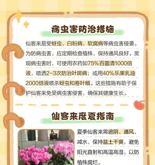 仙客来如何养护？有哪些技巧可以让它在家里生长得更好？