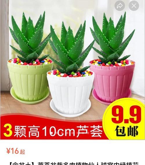 芦荟如何从盆栽养成家庭绿树？养护秘诀是什么？
