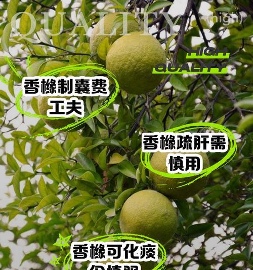 哪些常见植物有毒？它们的潜在危害有哪些？