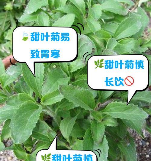 哪些常见植物有毒？它们的潜在危害有哪些？