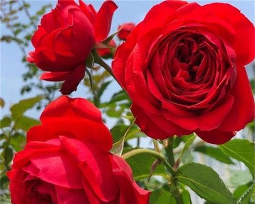 月季什么时候开花？人为因素如何影响其开花？