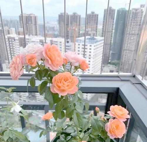月季什么时候开花？人为因素如何影响其开花？