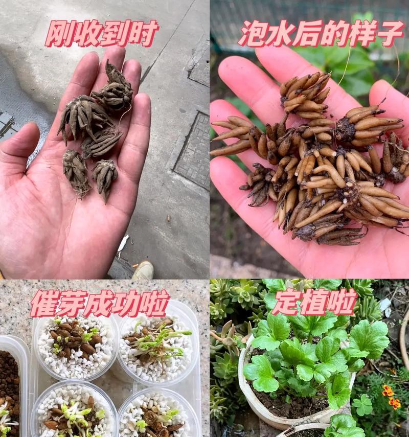 花毛茛怎么种植？有哪些种植技巧？